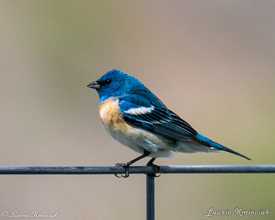 Birds-LAK_7387