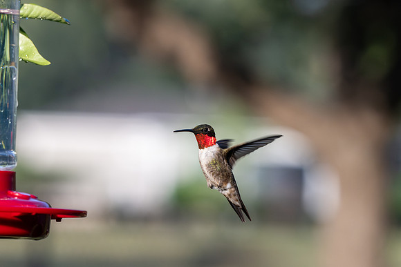 Hummingbird migration _MAK4011