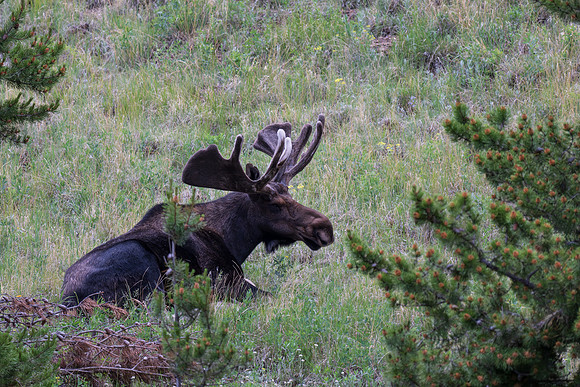 Rocky Mountain NP _MAK6227-Enhanced-NR
