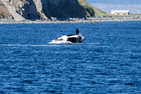 Orca T37A family-_MAK9588