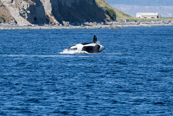 Orca T37A family-_MAK9588