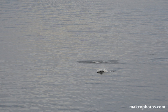 Alaska-2016-MAK_8475c