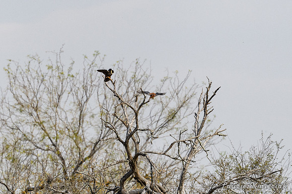 Santa-Ana-NWF-LAK_3926