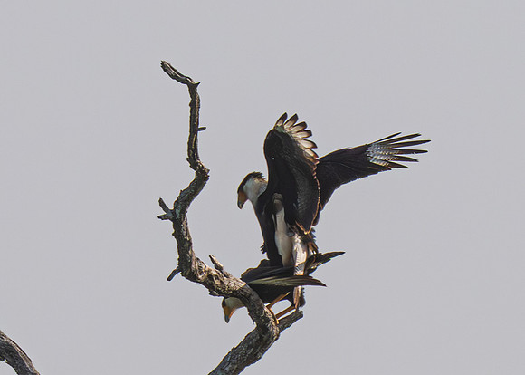 RGV birds_MAK0852-Enhanced-NR