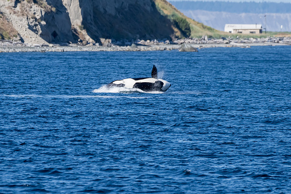 Orca T37A family-_MAK9589