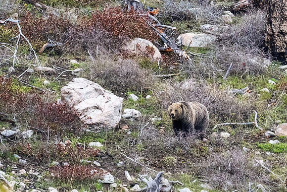 Yellowstone _MAK2052