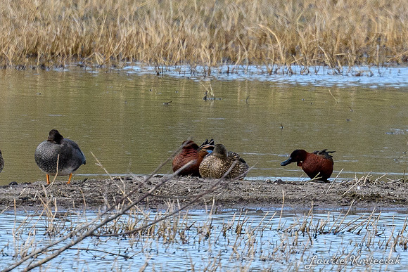 Santa-Ana-NWF-LAK_3862