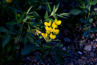 yellowstonetc-6681