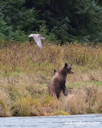 Alaska-2016-MAK_9658c
