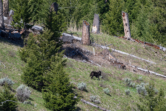 Yellowstone _MAK1627