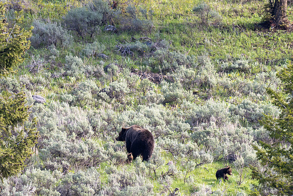 Yellowstone _MAK2600-Enhanced-NR