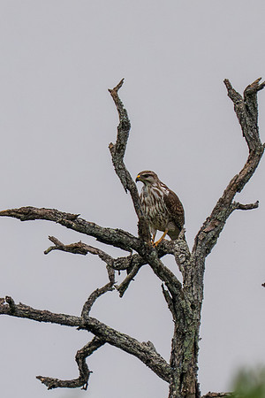 RGV wildlife_MAK2353-Enhanced-NR