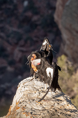 California Condors-MAK_6814