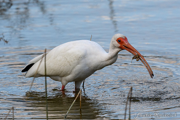 Santa Ana NWF-LAK_2290