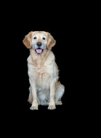 Barley-Spirits Goldens-117