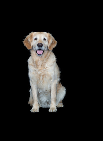 Barley-Spirits Goldens-117