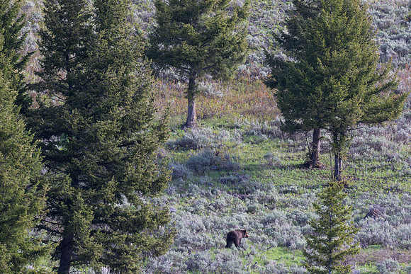 Yellowstone _MAK2566-Enhanced-NR
