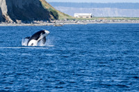 Orca T37A family-_MAK9584