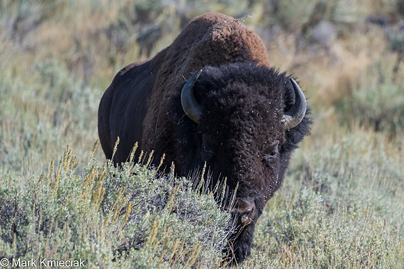 Yellowstone NP-_MAK1775
