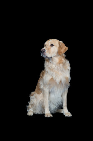 Goose-Spirits Goldens-088