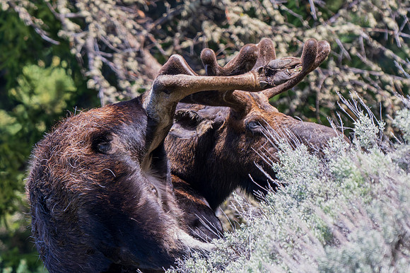 Yellowstone _MAK2815-Enhanced-NR