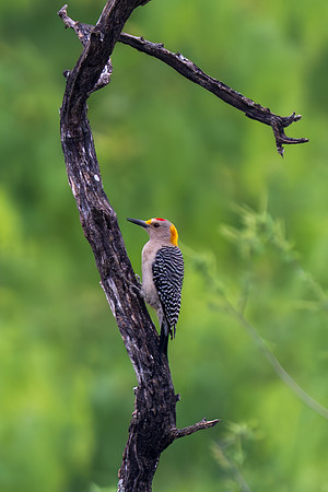 RGV wildlife_MAK2384-Enhanced-NR