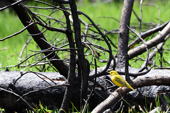 yellowstonetc-7819