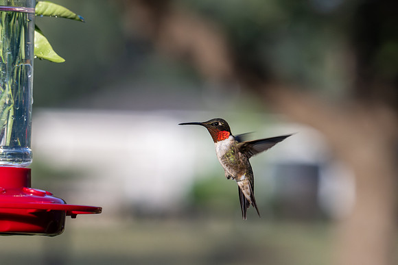 Hummingbird migration _MAK4004
