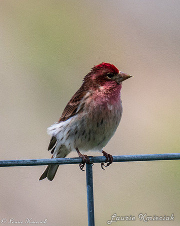 Birds-LAK_7394