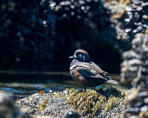 Cannon-Beach-LAK_1525