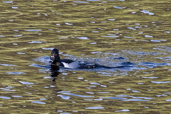 Yellowstone _MAK4260