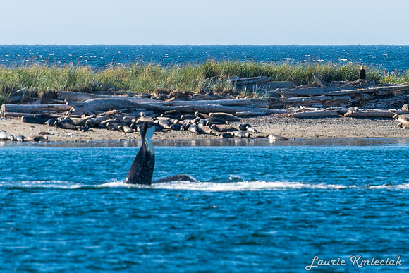 Nwhidby-LAK_5594