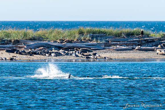 Nwhidby-LAK_5603