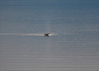 Alaska2016_LAK0830c