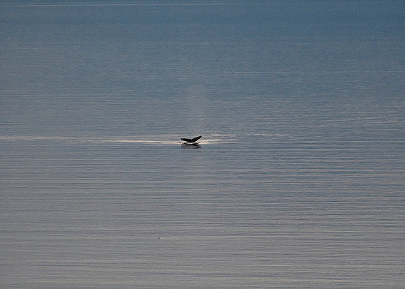 Alaska2016_LAK0830c