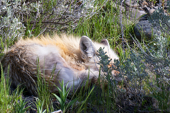 Yellowstone _MAK2843-Enhanced-NR