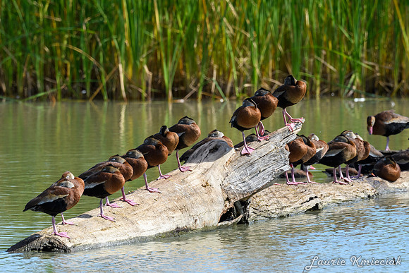 Estero Llano Grande-LAK_2769