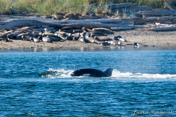 Nwhidby-LAK_5620