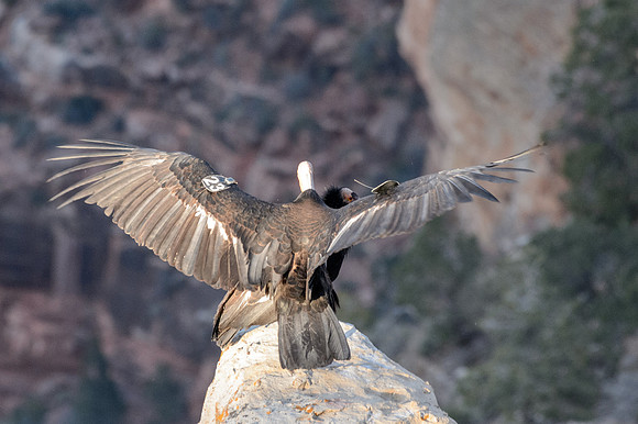 California Condors-MAK_7064