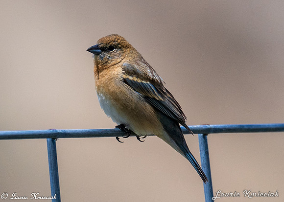 Birds-LAK_7464
