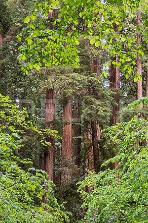 Crescent City CALAK_1116