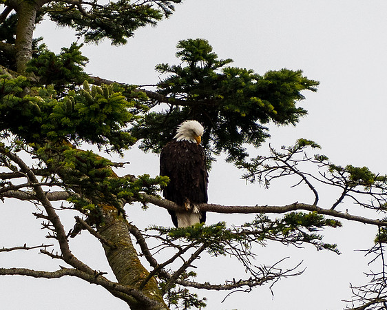 Nwhidby-LAK_5251