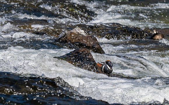 Yellowstone _MAK1896