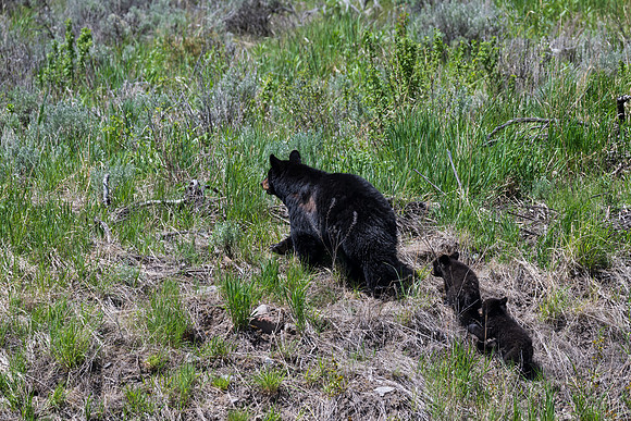 Yellowstone _MAK5410