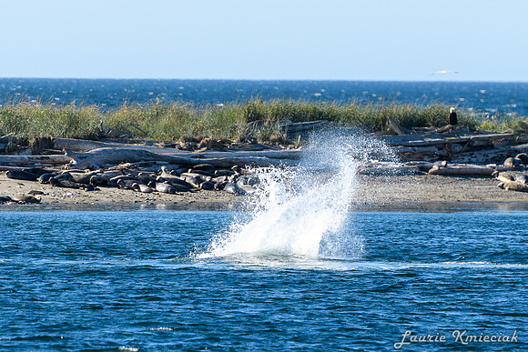 Nwhidby-LAK_5607