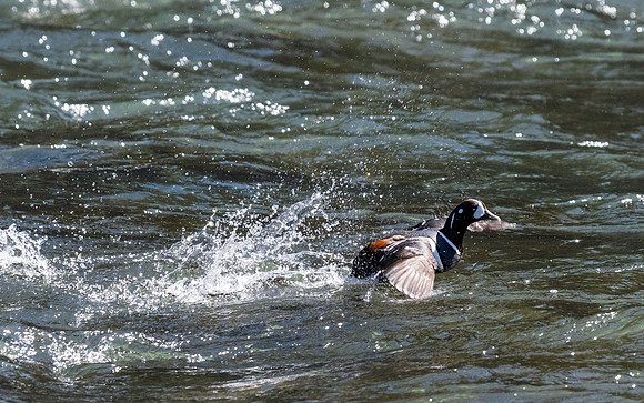 Yellowstone _MAK1752