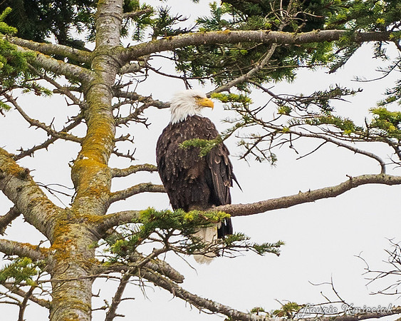 Nwhidby-LAK_5257