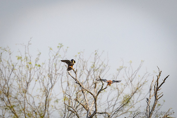 Santa-Ana-NWF-LAK_3926-2