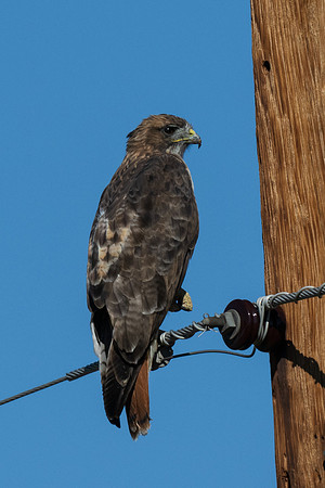 Davis Mountains State Park-8627