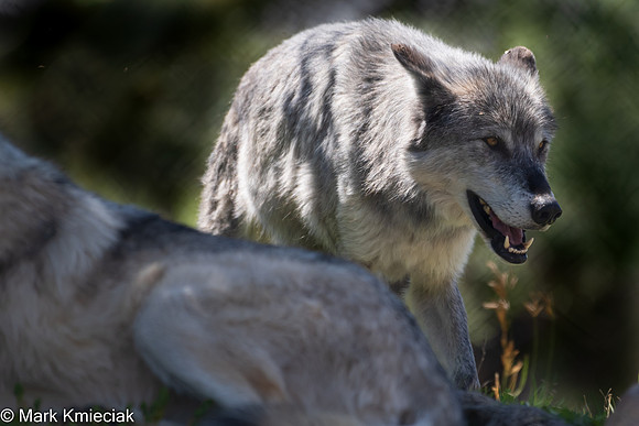 West Yellowstone-_MAK0995